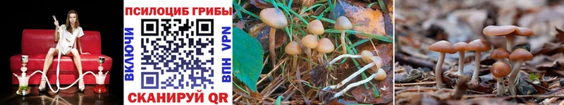 где найти   маркетплейс состав  Галлюциногенные грибы Cubensis  Бежецк 